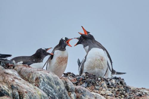 antarctica_DSCF7058 2