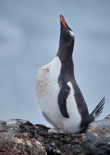 antarctica_DSCF7112 1