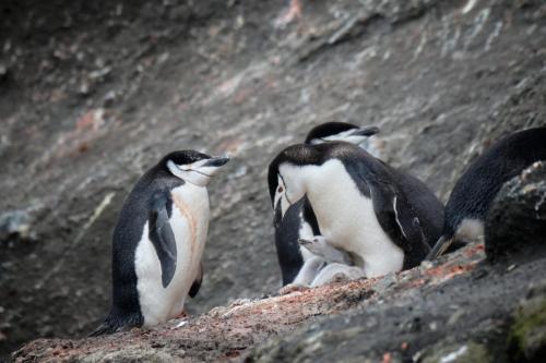 antarctica_DSCF8617 1